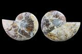 Bargain, Cut & Polished Ammonite Fossil - Madagascar #148016-1